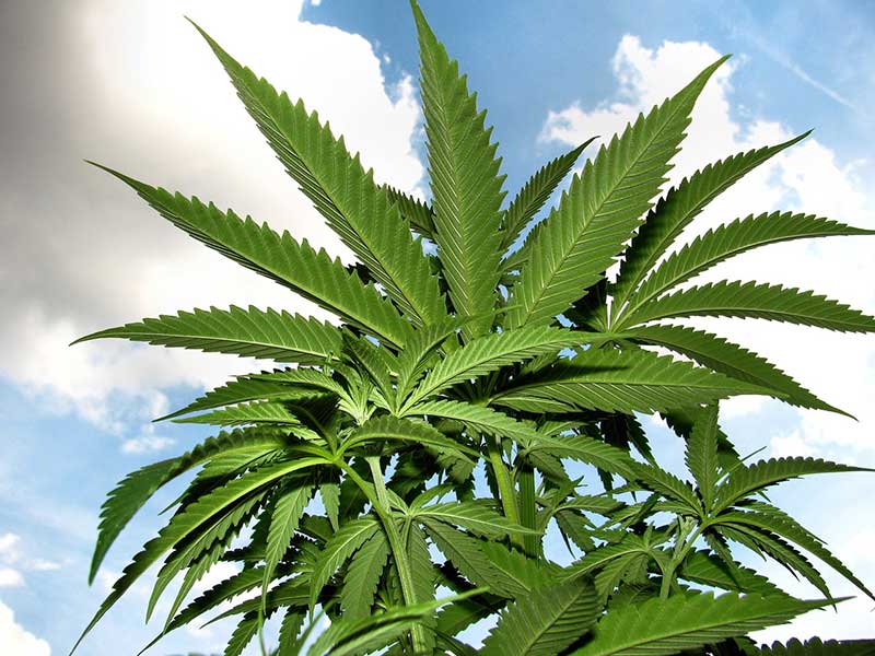Tráfico de drogas: incautación de la marihuana desde el punto de vista penal